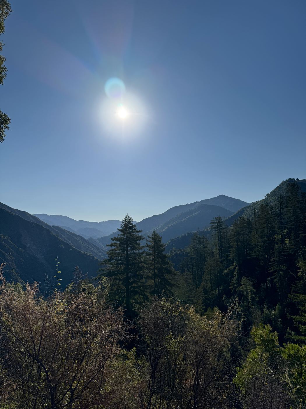 Sun over the forested ridgeline on the Pine Ridge Trail.