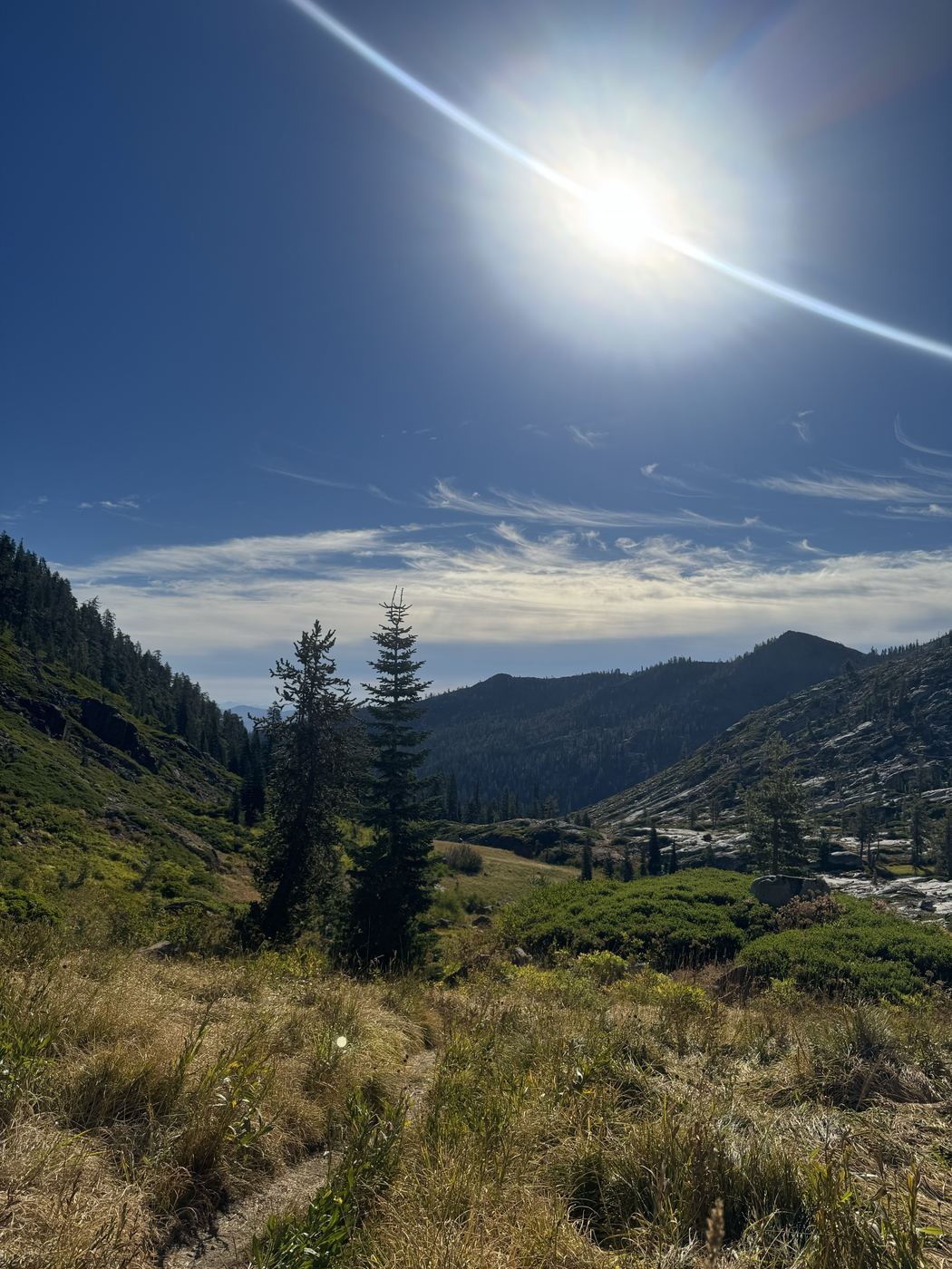Sun over a dry meadow and scattered conifers on the Four Lakes Loop.