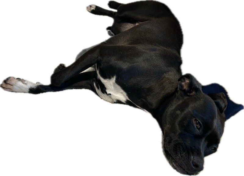 my dog